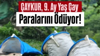 ÇAYKUR 2025 yaş çay bedellerini 31 Ekim'de ödeyecek, organik çay farkı 28 Kasım'da hesaplara geçecek