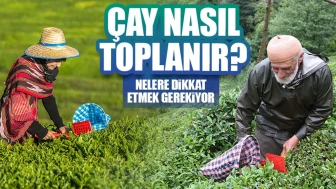 Çay Nasıl Toplanır? Çay Toplarken Nelere Dikkat Edilmeli?