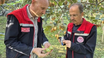Trabzon'da Kivi Hasadı Başlıyor, Üreticilere Bereketli Dönem Müjdesi