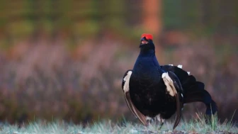 Huş Tavuğu (Dağ Horozu)