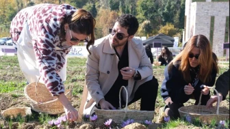 Emine Erdoğan'ın himayesinde Safranbolu'da imece usulü safran hasadı yapıldı!