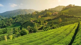 Rize’nin En Meşhur 18 Yemeği