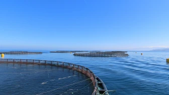 Trabzon'da 2025 su ürünleri destekleme başvuruları başladı, son tarih 19 Aralık 2025!