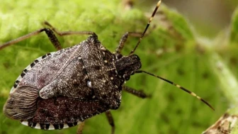 Trabzon'da Kokarca İstilası: Doğal mı, Yapay mı?