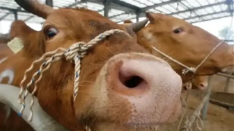 Deli dana hastalığı nedir, belirtileri neler, insanlara bulaşır mı?