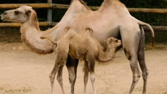 Deve Eti Kaç TL? Kilosu Ne Kadar, Ucuz mu Pahalı mı?