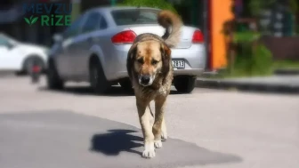 Adana’da başıboş sokak köpekleri toplanıyor...