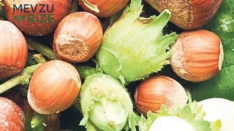 Fındık ihracatında 547 milyon dolarlık gelir