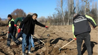 Çankırı Belediyesi, Kızılcık Ekşisi için 550 kızılcık ağacı dikti