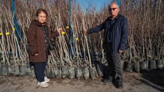Büyükşehir Belediyesi'nden Trabzon Hurması Fidanı Dağıtımı: 3.600 Fidan Sahiplerini Bekliyor!