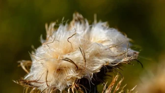 Karaciğer Sağlığını Destekleyen Doğal Bitki: Gençlik ve Güzellik Sırrı!