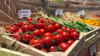 Türkiye, Tohum İhracatındaki Gücünü Artırdı!