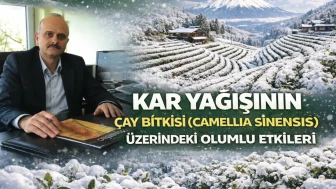 KAR YAĞIŞININ ÇAY BİTKİSİ (CAMELLİA SİNENSİS) I ÜZERİNDEKİ OLUMLU ETKİLERİ