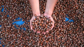 23 Ocak 2026 Fındık Fiyatları: Giresun, Ordu, Sakarya, Samsun ve Rize Güncel Rakamlar