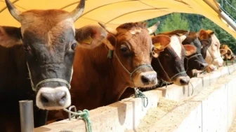 Yeni tarih belli oldu: Besicilerin dikkatine!