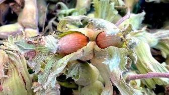 Fındığın Coğrafyası Genişliyor: Türkiye'nin Uzak Noktalarından Trabzon'a Ulaşan Eşsiz Fındık Şaşırttı!