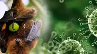 Hindistan'da Nipah virüsü paniği: Başkentte karantina ve kritik hasta alarmı