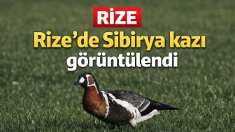Rize'de Sibirya kazı görüntülendi