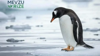 Sosyal Medyanın Yeni İkonu: Nihilist Penguen Olayı Nedir? Penguen Neden Kesin Ölüme Doğru Yürüdü?