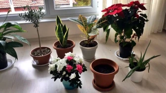 Evdeki Güzel Bitkiler: Görünüşlerin Arasında Gizli Tehlike!