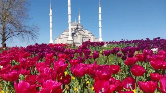 Trabzon'da 2025'te 1.3 milyon yeşil dokunun toprakla buluşması sağlandı