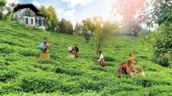 Rize’de tarih boyunca en büyük ekonomik kırılma neydi?