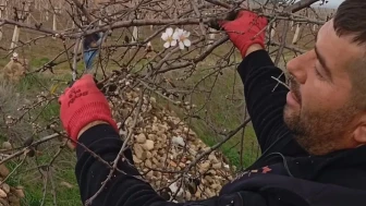 Manisa'da badem ağaçları kış ortasında çiçeklendi