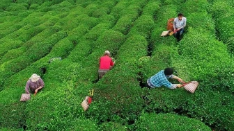 Rize’de Gübreye Zam Geliyor: Çiftçiler Endişeli