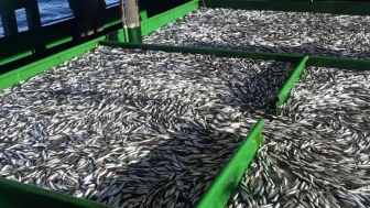 Rize’de Balık Tezgahlarında Fiyatlar Değişti