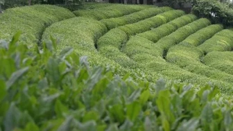 Rize’de Alternatif Tarım Mümkün Mü? Doğu Karadeniz’de Yeni Üretim Modelleri Yükseliyor