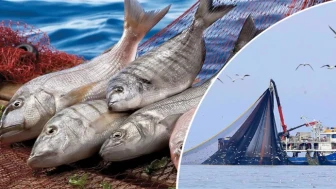 Rize’de Çay Dışı İhracat Var mı? Sektörler ve Güncel Durum