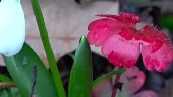 Amasya'daki nadir bitkiler, kış sonrası doğaseverleri zirvelere çekiyor!