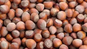 Fındık Fiyatlarında Şehir Şehir Son Durum! Fındığın Kilosu Ordu ve Giresun'da Yükseldi!