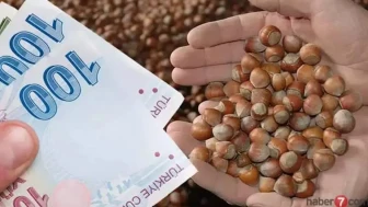 Fındıkta destek ödemeleri başlıyor! Tarih belli oldu