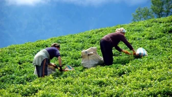 Rize’de Çay Toplama Deneyimi: Ziyaretçiler Çay Hasadına Nasıl Katılabilir?
