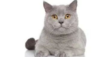 Kediler insanı nasıl görür? İşte bilimler gerçekler