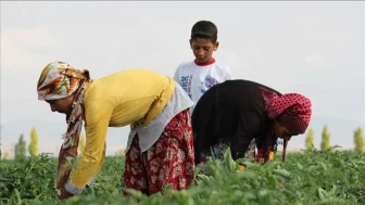 TÜİK: Mevsimlik tarım işçilerinin ortalama günlük ücretleri 2025 yılında yüzde 37,8 arttı