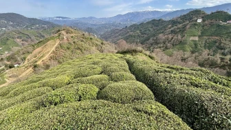 Rize’de Çayın Tiryakisi Olmanın Bilimsel Açıklaması