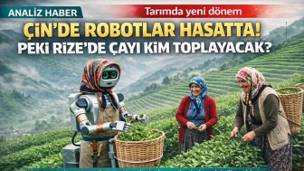 Çin'de Çay Hasadı Robotlara Emanet! Rize'de robotlar çay topladığında ne olacak?