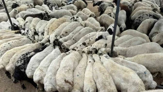 Rize’de Küçükbaş Hayvancılığa Büyük Destek Başlıyor