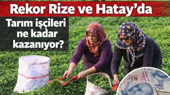 Rekor Rize'de! Tarım işçileri ne kadar kazanıyor?