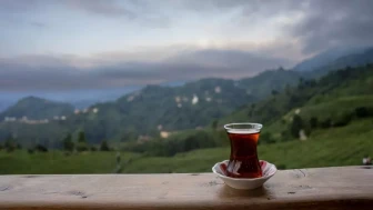 Rize’de Çay Neden Dünyanın En İyisi Sayılıyor?