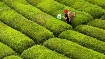 Rize’de Çay Hasadı Ne Zaman Başlar?