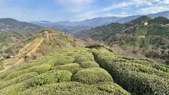 Rize Çayı ile Türk Çayı Arasındaki Fark Nedir?