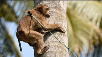 Uganda Maymun İç Savaşı Nedir? Kaç Maymun Öldü? (Bilimsel Gerçekler)