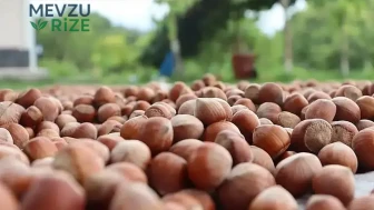 Karadeniz'de Fındık Fiyatlarında Büyük Değişiklikler Yaşanıyor