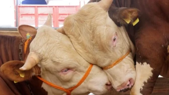 2026 Kurbanlık Fiyatları Belli Oldu: Küçükbaş ve Büyükbaş Kurbanlıklar Ne Kadar?