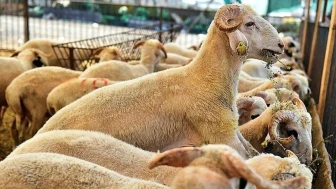 Kızılay 2026 Yılı Kurban Vekalet Ücretlerini Belirledi: Gazze ve Yurt İçi Fiyatları Açıklandı!