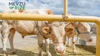 2026’da Kurbanlık Fiyatları Açıklandı: Büyükbaş ve Küçükbaş Hayvanlara Ait Güncel Liste