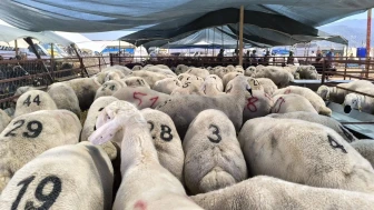 Kurbanlık Büyükbaş ve Küçükbaş Hayvan Fiyatları Belli Oldu